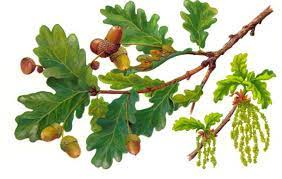 Ventos regioninis parkas - Rudikių ąžuolas